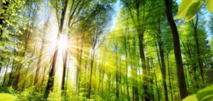 trees 720x344