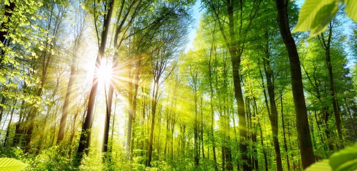 trees 720x344
